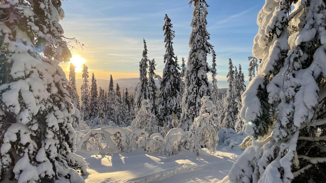Mountain Cabin Лофсдален Екстериор снимка